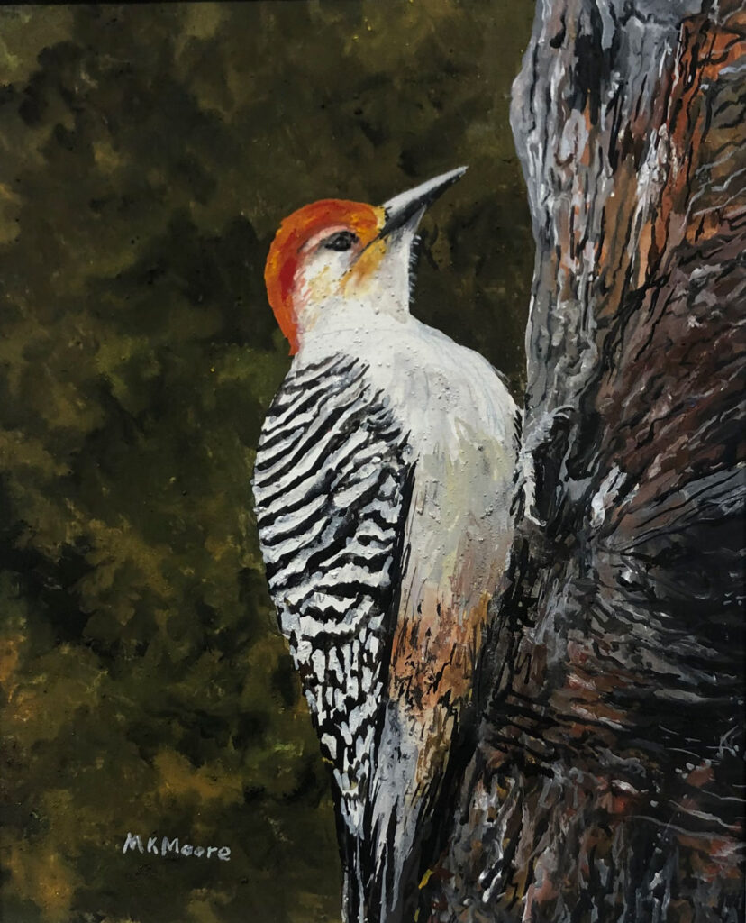 picture of a red bellied woodpecker on the side of a tree